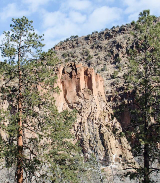 Pine forest with significant drought mortality in northern New Mexico. Credit: Anna Trugman