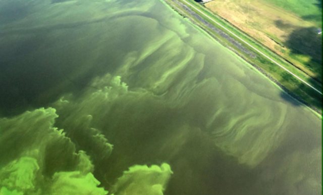 Excess nitrogen and other nutrients contribute to harmful algal blooms. Credit: Nicholas Aumen / USGS