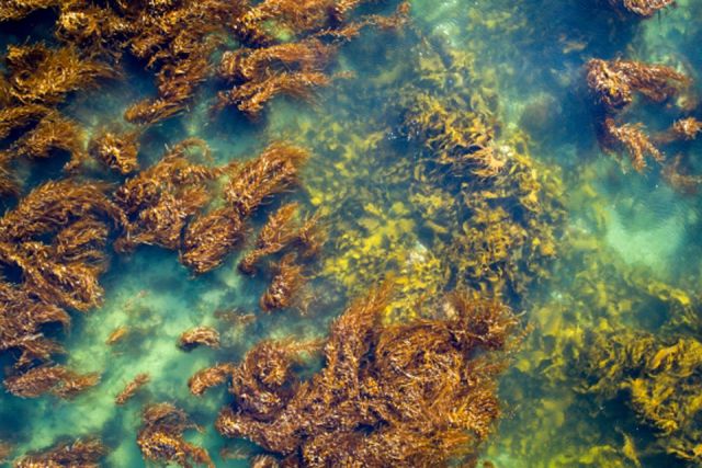 kelp