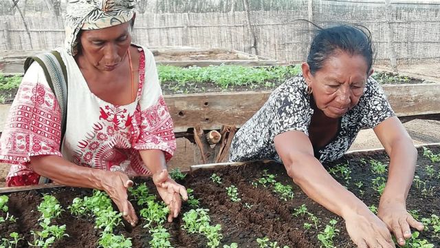Wayúu women from the community of Parenska in La Guajira, Colombia, monitor crops planted in an agricultural training centre (Credit: FAO Colombia)