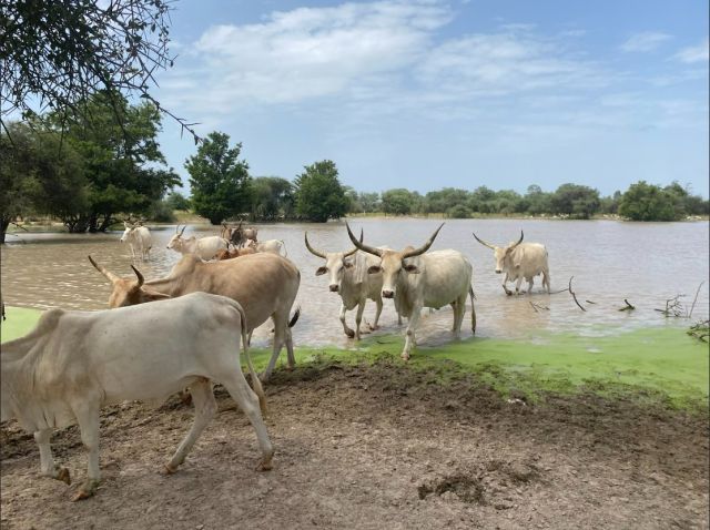 Weendou Lamma Pond, Senegal. Credit: Kimberly Slinski, Assistant Research Scientist, University of Maryland and ClimateLinks.org
