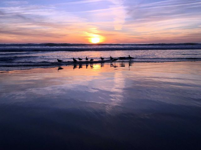 Birds at sunset. Credit: Brian Wolf