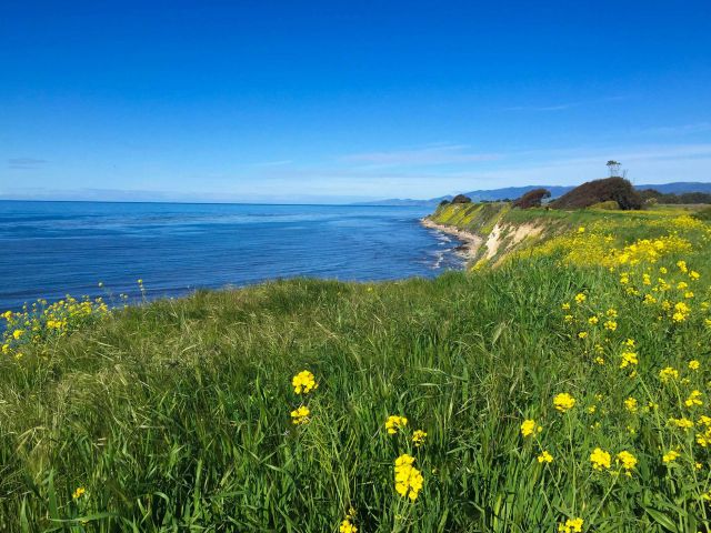 Ellwood mesa in spring. Credit: Brian Wolf