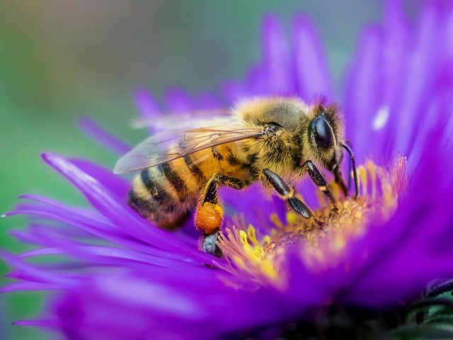 Economics of Pollination