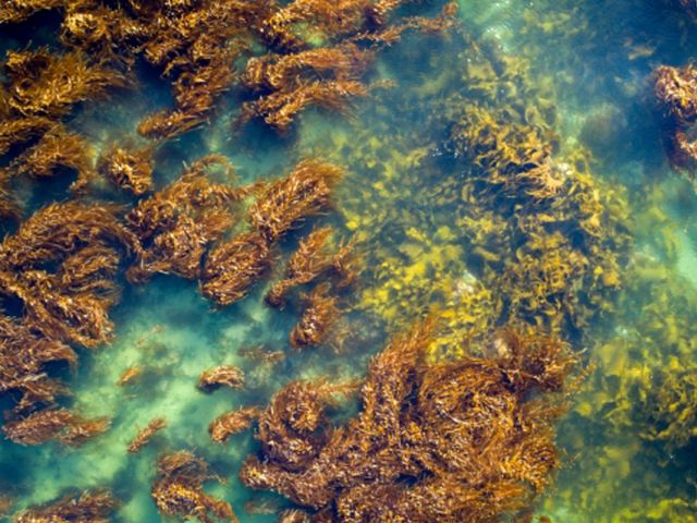 kelp