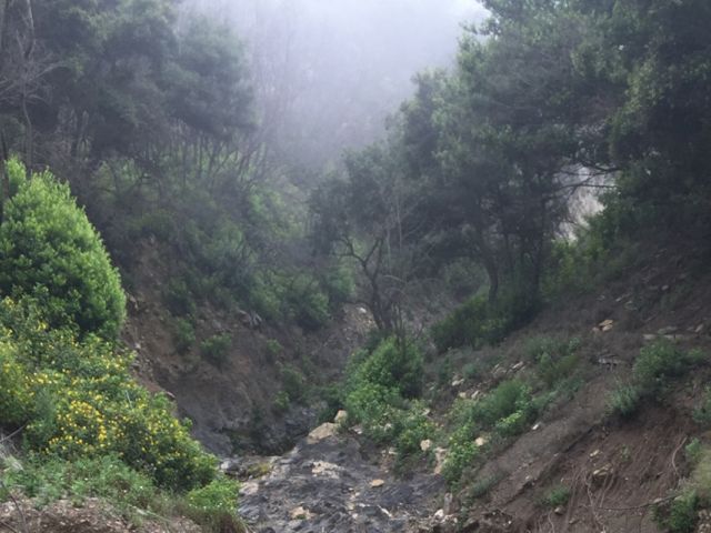 Fog gathers in a forest in San Ysidro