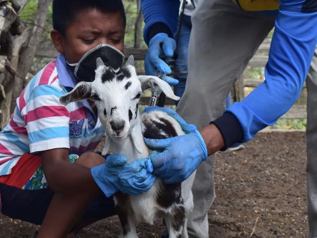 Boy holding goat