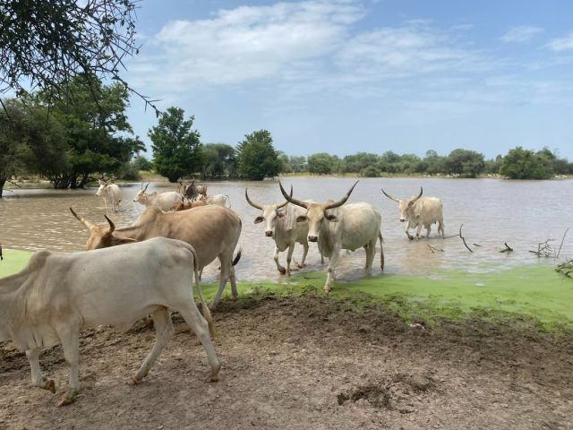 Weendou Lamma Pond, Senegal. Credit: Kimberly Slinski, Assistant Research Scientist, University of Maryland